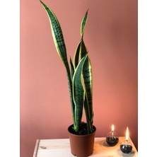 Parmiagarden Sansevieria Black Gold Large Paşa Kılıcı Uzun