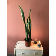 Parmiagarden Sansevieria Black Gold Large Paşa Kılıcı Uzun