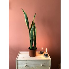 Parmiagarden Sansevieria Black Gold Large Paşa Kılıcı Uzun