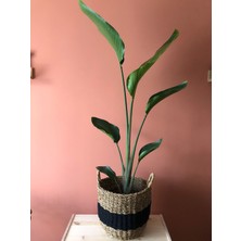 Parmiagarden Strelitzia Starliçe Cennet Kuşu Çiçeği