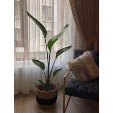 Parmiagarden Strelitzia Starliçe Cennet Kuşu Çiçeği