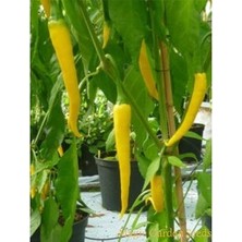Köy Tohumları 30 Adet Tohum Acı Organik Golden Cayenne Biber Tohumu Saksı Torak