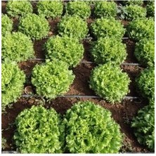 Köy Tohumları 100 Adet Tohum Yeşil Marul Kıvırcık Marul Geleneksel Tohum Saksı Toprak Sürpriz Hediye Tohum