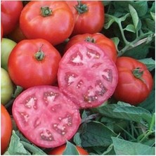 Köy Tohumları 30 Adet Tohum Süper Paket Iri Mis Kokulu Köy Yerli Tarla Domatesi Saksı Toprak