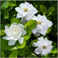 Köy Tohumları 10 Adet Tohum Nadir Bulunan Beyaz Gardenya Çiçeği Tohumu Gardenya Çiçek Tohumu Saksı Toprak Hediyemiz