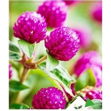 Köy Tohumları 15 Adet Tohum Nadir Bulunan Mor Hanım Düğmesi Çiçeği Tohumu Hanım Düğmesi Tohumu Sürpriz Hediye