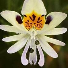 Farm Life Kelebek Orkidesi (Schizanthus Pinnatus) Çiçek Tohumu 50 Adet