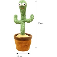 Misan Dans Eden Pilli Kaktüs