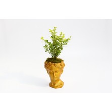 Tunç Botanik Bonsai Helen Buxus Hediyelik Turuncu Renk