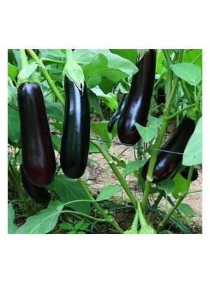 Köy Tohumları 50 Adet Tohum Siyah Kemer Patlıcanı Tohum Patlıcan Tohum Sürpriz Hediye Sebze Tohum Uzun