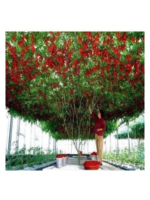 Köy Tohumları 10 Adet Tohum Italyan Domates Ağacı Tohum Nadir Domates Ağacı Tohum Saksı Toprak Sürpriz Hediye Tohum