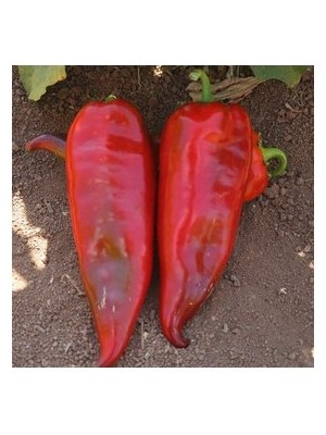 Köy Tohumları 50 Adet Tohum Saksılık Çok Acı Urfa Isot Biberi Tohumu Sürpriz Hediye