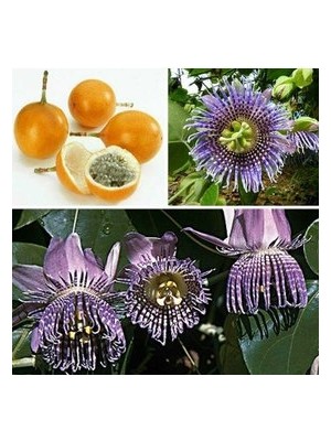 Köy Tohumları 5 Adet Tohum Nadir Tropikal Grandilla Meyvesi Ağacı Tohumu Ağaç Tohumu Sürpriz Hediye Tohum