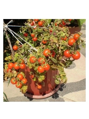 Köy Tohumları 30 Adet Tohum Cherry Çeri Domates Tohumu Saksılık Saksı Toprak Sürpriz Hediye Tohum