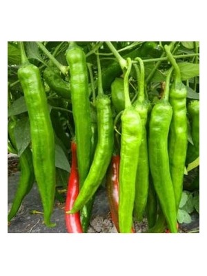 Köy Tohumları 30 Adet Tohum Burkalem Biber Tohumu Kıl Biber Biber Tatlı Burkalem Saksı Toprak Sürpriz Hediye Tohum