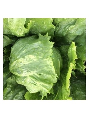 Köy Tohumları 50 Adet Tohum Yerli Göbekli Iceberk Aysberk Tohumu Sürpriz Hediye Tohum