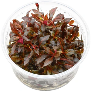 Alternanthera Reineckii Rosanervig In Vitro