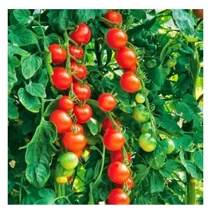Köy Tohumları 50 Adet Tohum Nadir Ithal  Çeri Cherry Minik Bezelye Domates Tohumu Saksı Toprak