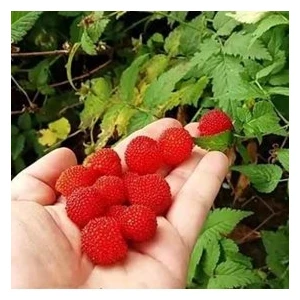 Köy Tohumları 15 Adet Tohum Ithal Nadir Tropikal Ahududu Ahu Dudu Kara Böğürtlen Tohum Saksı Toprak