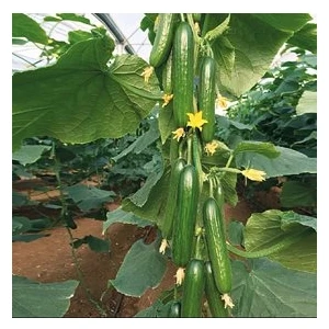 Köy Tohumları 30 Adet Tohum Nadir Erkenci Bol Verim Sırık Salatalık Tohumu Tohum