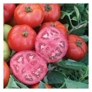 Köy Tohumları 50 Adet Tohum Iri Pembe Bulgar Domates Tohumu Pembe Köy Domates Saksı Toprak