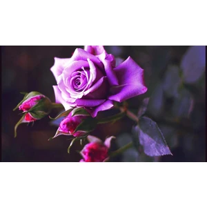 Ucuzluk Diyarı Açık Kök Gül Fidanı ( Gül Kurusu Renk ) Kokulu