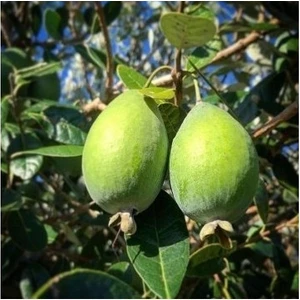 Fidan Saksıda Feijoa (Kaymak Ağacı) Fidanı 3 Yaş - 90-110 cm Boy