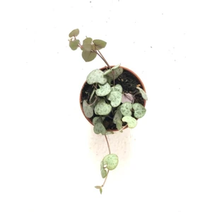 Kalp Kalbe Karşı Çiçeği - Ceropegia Woodii 5.5 cm Saksı