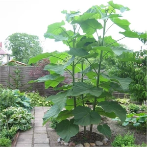 Tüplü Mor Çiçekli Yoğun Kokulu Paulownia FIDANI(10-30CM)