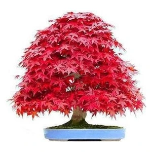 Köy Tohumları 5 Adet Tohum Bodur Bonsai Japon Red Maple Ağacı Bonzai Tohumu Sürpriz Hediye
