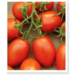 Köy Tohumları 30 Adet Tohum Geleneksel Bursa Domates Tohumu Saksı Toprak