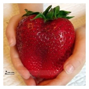 Köy Tohumları 30 Adet Tohum Ithal Nadir Dev Çilek Tohum Yediveren Güney Amerika Çileği Tohumu Sürpriz Hediye