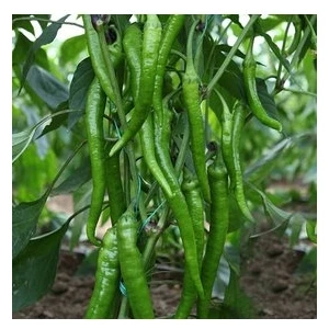 Köy Tohumları 30 Adet Tohum Sivri Tatlı Demre Biber Tohum Demre Biber Tohumu Sürpriz Hediye Tohumlu