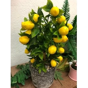 Köy Tohumları 5 Adet Tohum Bodur Bonsai Limon Ağacı Tohumu Italyan Limon Seti Saksı Toprak Sürpriz Hediyeli