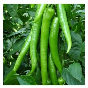 Köy Tohumları 50 Adet Tohum Sivri Tatlı Demre Biber Tohum Demre Biber Tohumu Saksı Toprak Sürpriz Hediye Tohum