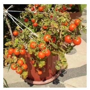 Köy Tohumları 30 Adet Tohum Cherry Çeri Domates Tohumu Saksılık Saksı Toprak Sürpriz Hediye Tohum