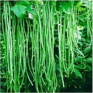 Köy Tohumları 25 Adet Tohum Uzun Yeşil Çin Fasulyesi Tohumu Sürpriz Hediye Tohum