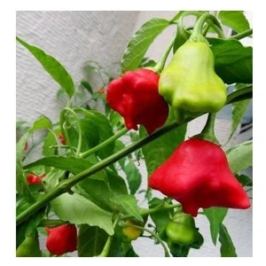 Köy Tohumları 20 Adet Tohum Acı Süs Gül Biberi Nadir Tohumu Süs Biberi Tohumu Hediye Tohumlu