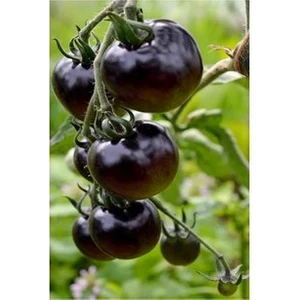 Köy Tohumları 10 Adet Tohum Nadir Black Domates Tohumu Cherry Siyah Domates Tohumu Sürpriz Hediye Sebze Tohumu