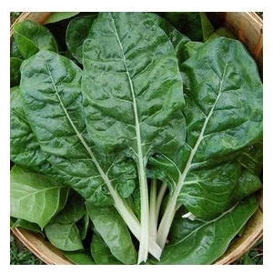 Köy Tohumları 50 Adet Tohum Yerli Pazı Tohumu Sürpriz Hediye Tohum