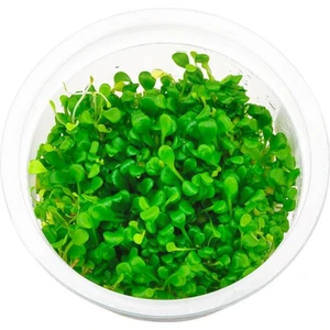 Canlı Akvaryum Bitkileri Glossostigma Elatinoides in Vitro