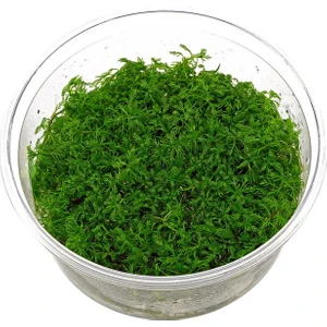 Canlı Akvaryum Bitkileri Myriophyllum Mattogrossense in Vitro