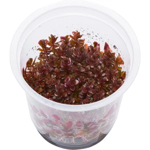 Canlı Akvaryum Bitkileri Rotala H'ra in Vitro