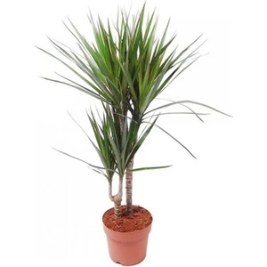 Dracena - Marginata Çiçeği Iki Dallı 50X70 cm