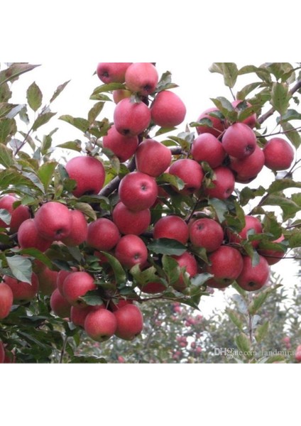 Tüplü Aşılı Yazlık Erkenci Yarıbodur Summer Red Elma Fidanı