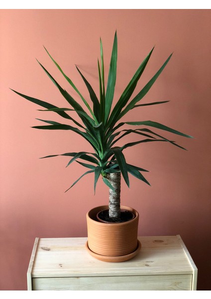 Yucca Yuka Bitkisi Tek Gövdeli