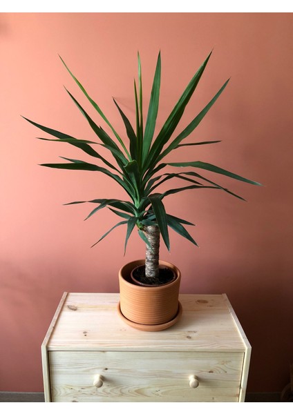 Yucca Yuka Bitkisi Tek Gövdeli fiyatları