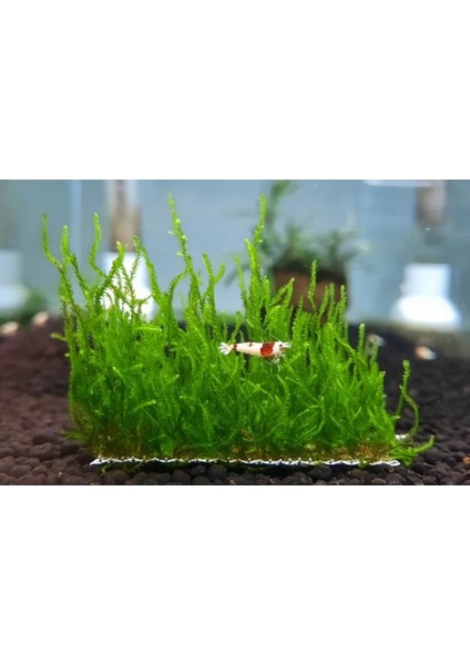 Flame Moss 5 x 5 cm