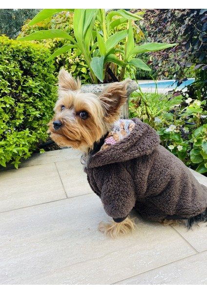 Brown Tedy Köpek Kıyafeti Montu