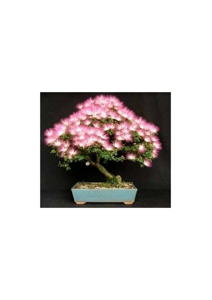5 Adet Tohum Gülübirişim Bonsai Ağaç Tohumu Muhteşem Çiçeği ve Kokusu Ile Özel Ağaç